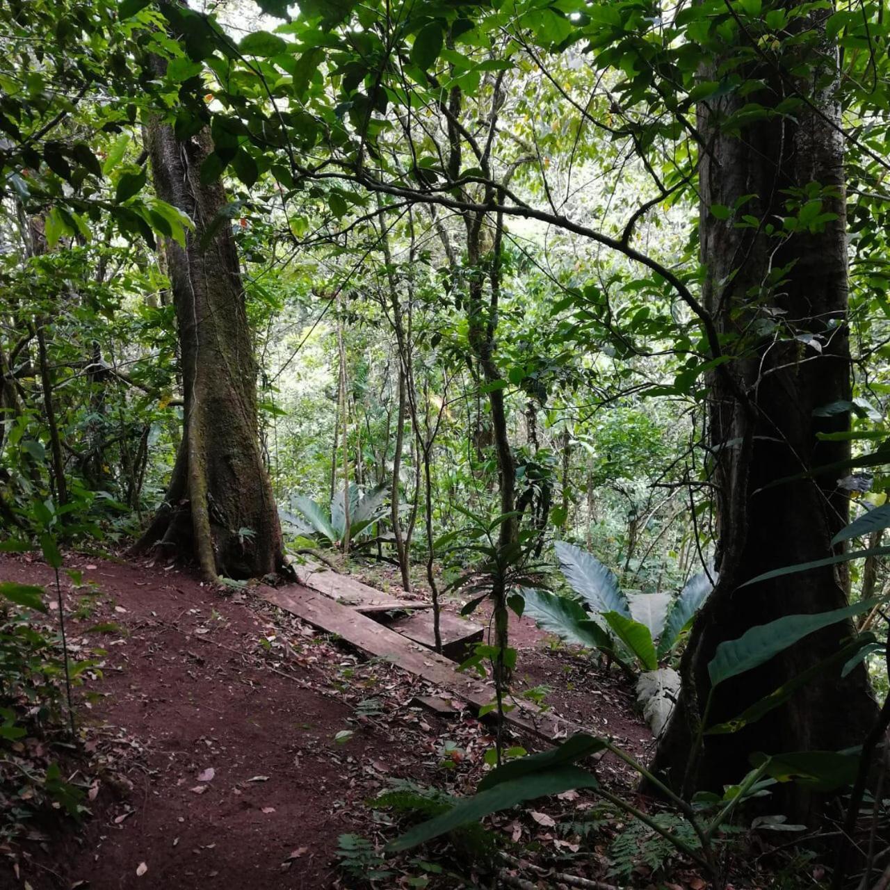 Casa Urraca, Magnifica Vista Al Oceano Pacifico Villa Monteverde Kültér fotó